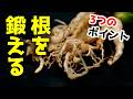 宝石のような観葉植物の美しさを『倍増させる』根っこ管理の考え方とコツ【ハオルチア】