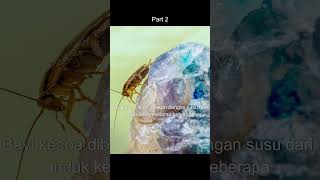 3 Fakta Unik Tentang Kecoa Part 2 #faktaunik #kecoa #faktaunikkecoa