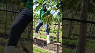 #diaaadia #roca #viraltiktok #farming #automobile