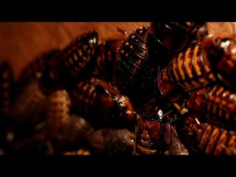 TRIPLE HIDDEN VIDEO: DUBIAS SLEEPING - TRIPLE HIDDEN VIDEO: DUBIAS SLEEPING