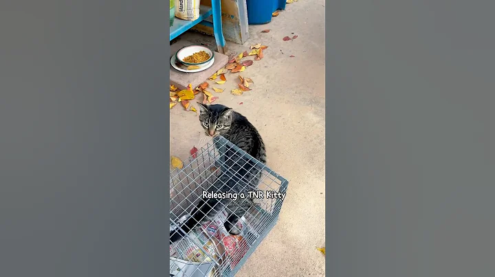 TNR Kitty Release 6 #tnr #trapneuterreturn #trapneuterrelease #kittenseason #spayandneuteryourcats