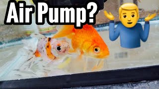Do Goldfish Need an Air Pump?