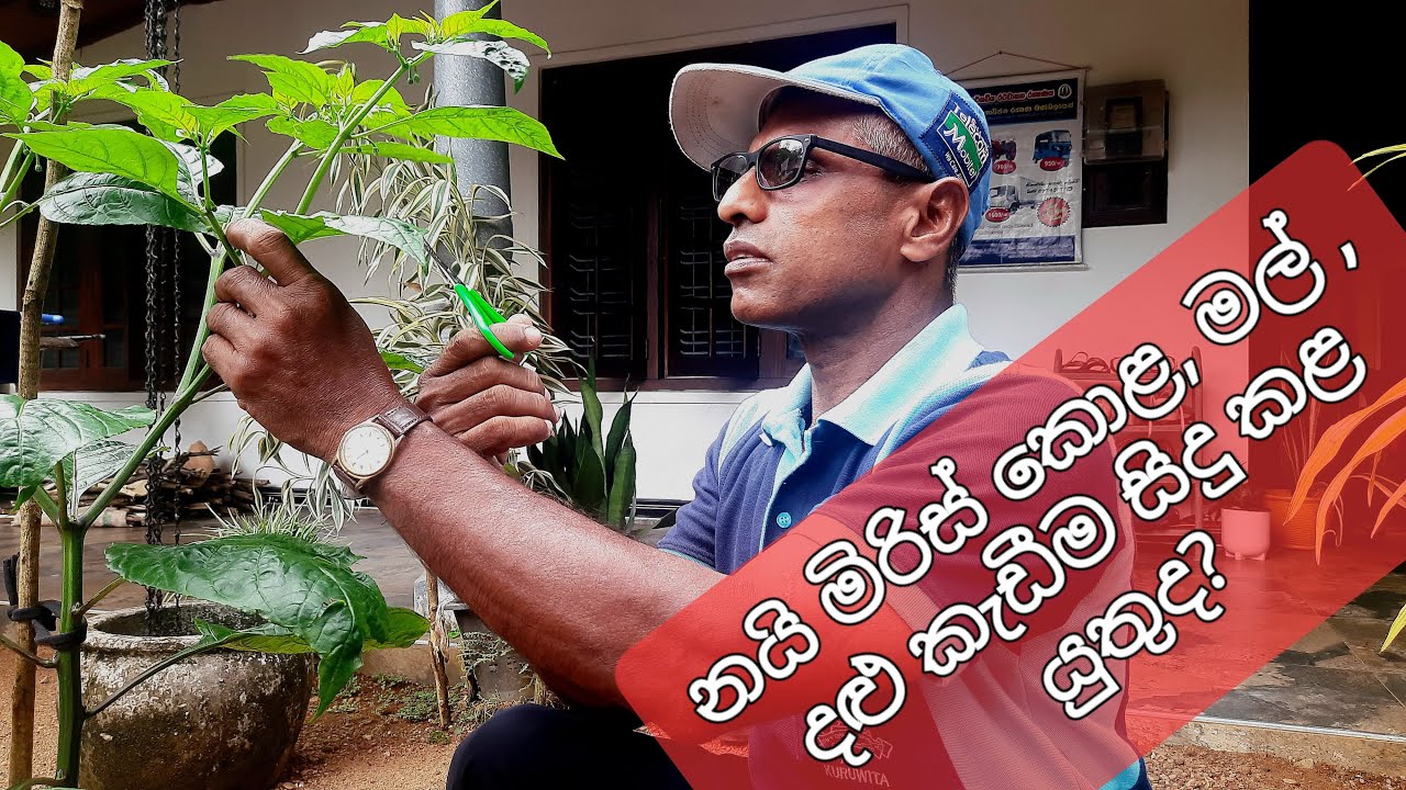 නයිමිරිස් වගාවේ මුලින්ම එන මල්, කොළ ඉවත් කිරීම සහ මුලදී අග්‍රස්ථය ඉවත් කිරීම පිළිබඳ අත්දැකීමක්...