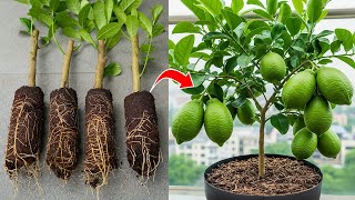 🍋Lemon Tree Propagation Hacks That Actually WORK #live