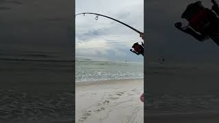 Hooked Up on Dangerous Beach Fish - Then this Happened