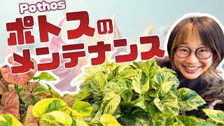 Pothos in the shape of soft serve ice cream 🍦 and other plant