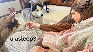 Husky's Funny Reaction to Pretending to Fall Asleep with Cheese