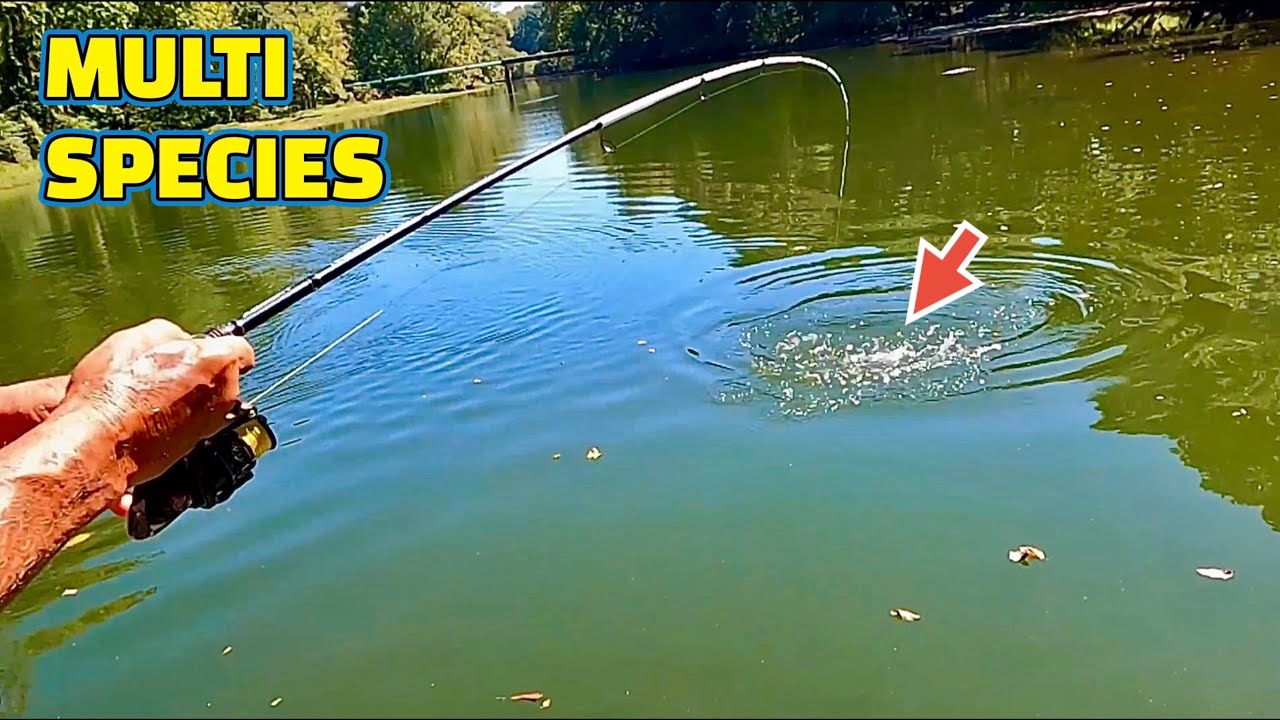 Fishing UP A CREEK at PICKWICK LAKE on the TENNESSEE RIVER !!