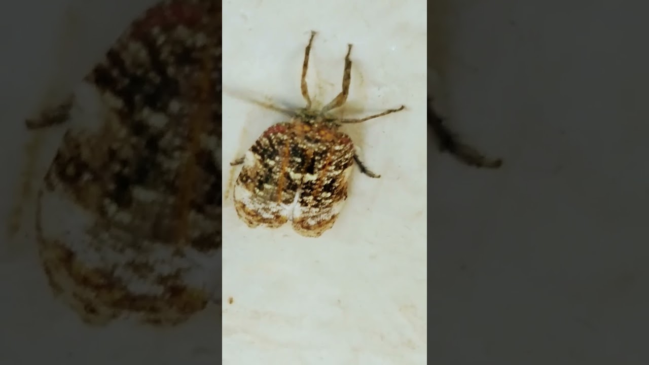 moth resting on the wall