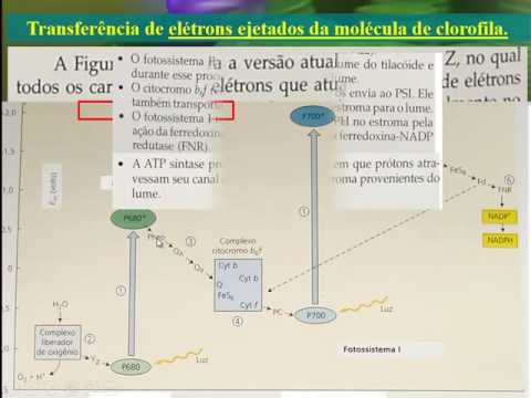 Vídeo: Quem descobriu o esquema Z?