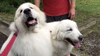 お父さんが迎えにきて、ご近所さんに挨拶して...いつもの午後です　Great Pyrenees　グレートピレニーズ