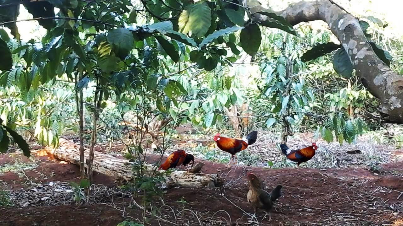 Jebakan Ayam Hutan Memakai Pancingan Ayam Betina | wala meron 