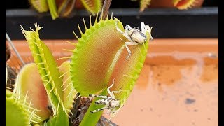 Venus Flytrap Eating 2 Locusts for dinner