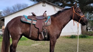 One Lil Blue Acre - Blue Roan Filly - Havana, FL