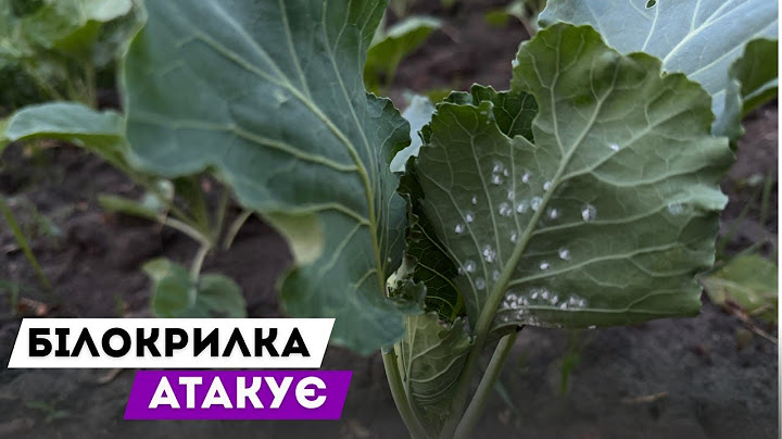 Білокрилка атакує городину павлоградців: як боротися зі шкідником