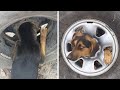 Собака застряла в автомобильном колесе DL Channel