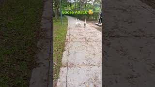 Goose Attack Funny Goose