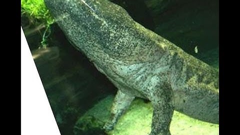 The Fossil Record: An Embaressment for Evolution that Supports Creation