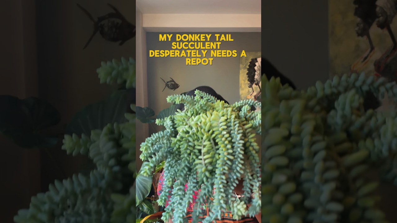 Donkey Tail Succulent repot - Part 1 