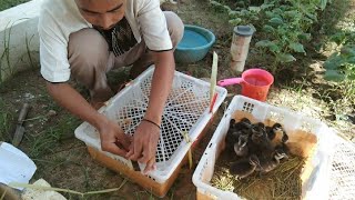 UNBOXING PAKETAN ANAK BURUNG BELIBIS,WILIS. WITLING DUCK