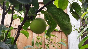 Considering protection for my Asian pears