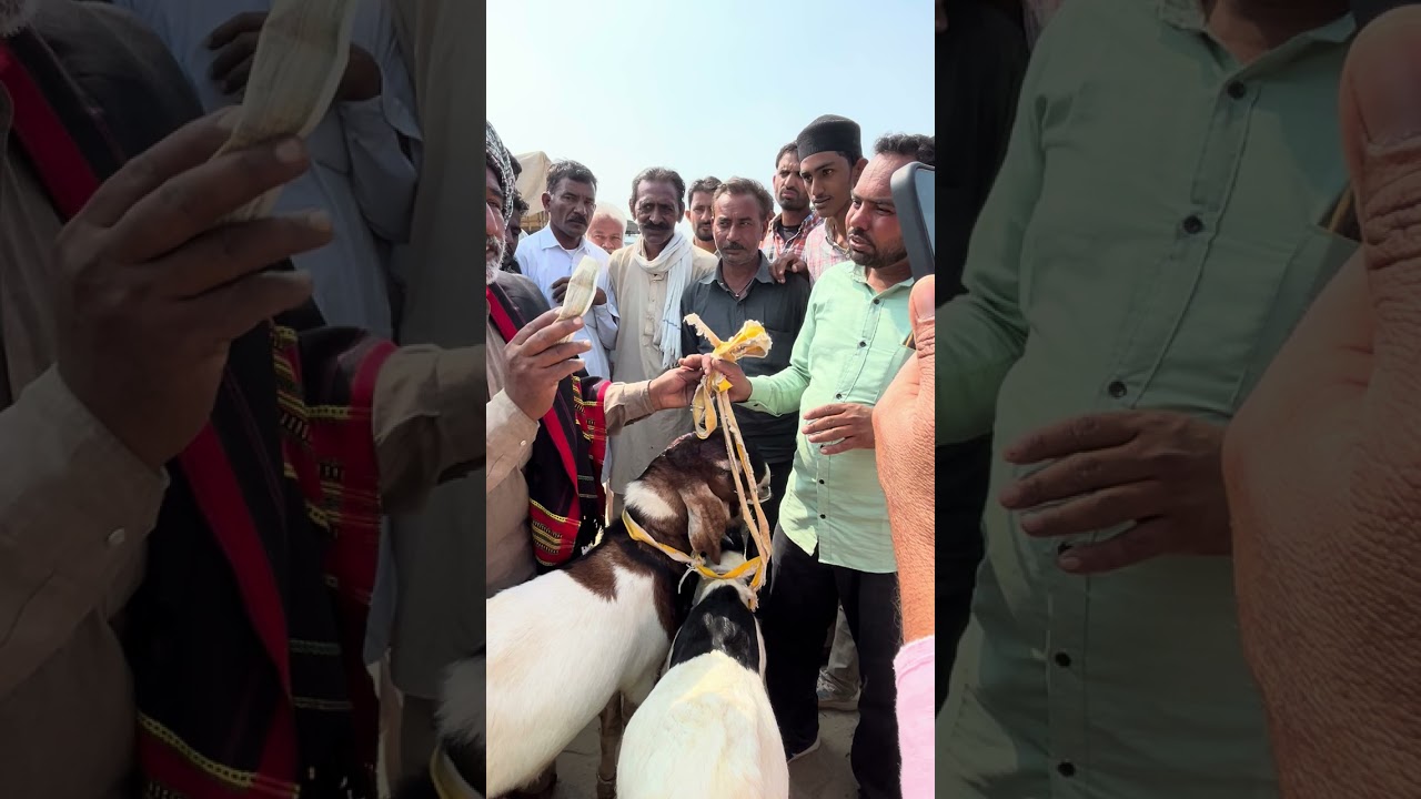 लाइव शोदा #goat #goats #video#animals #kinggoat #goatfarm #goatfarming #bakra #bakramandi #bakrifarm