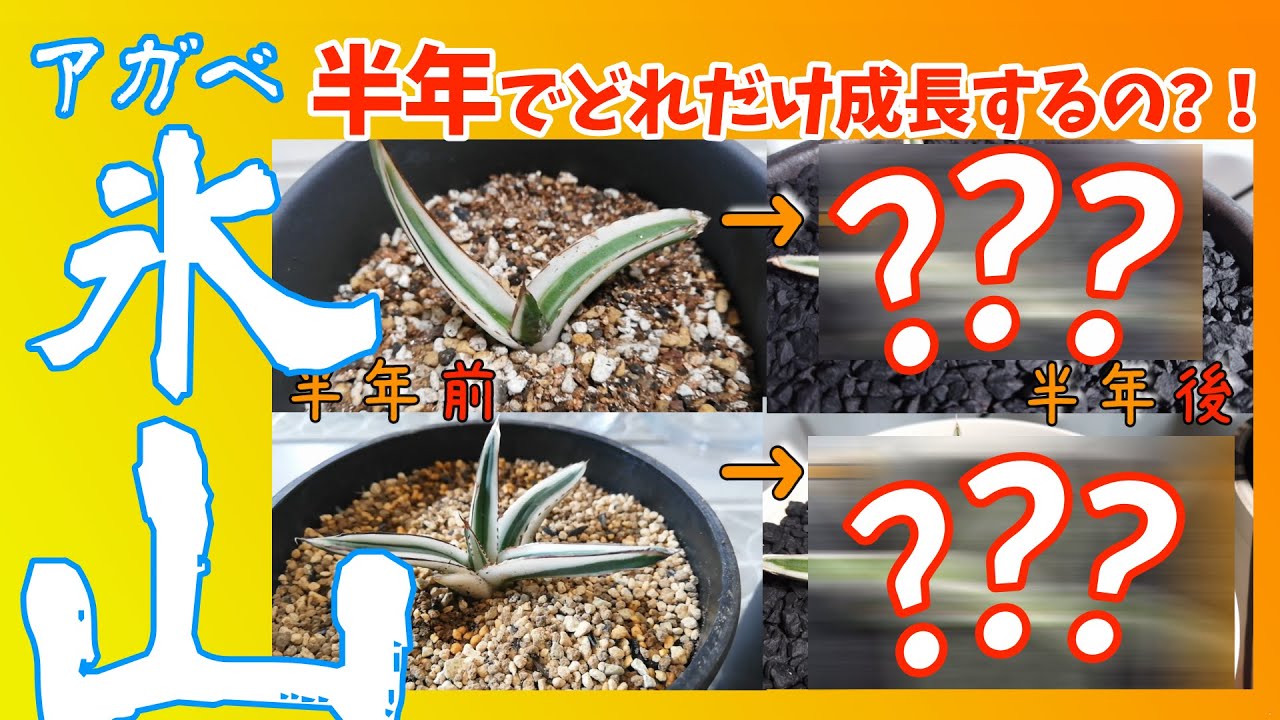 アガベ最高峰、氷山は半年でどれだけ成長するの❓お見せします