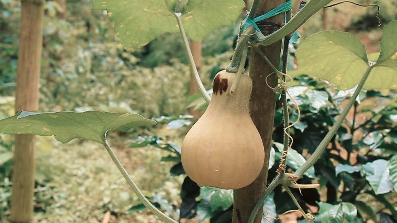 Labumadu (Short Movie)