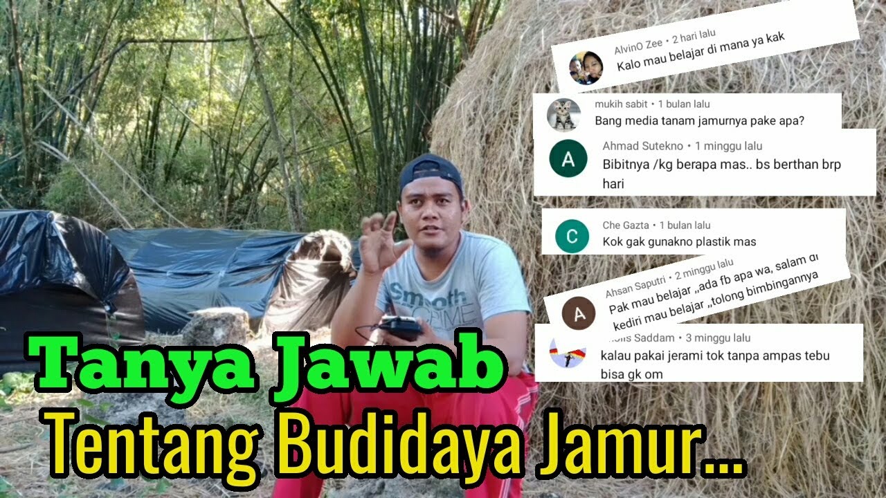 Tanya Jawab Tentang Budidaya Jamur Merang 