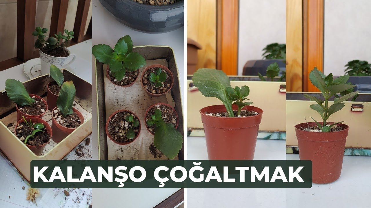 3 Yöntem ile Kalanşo Çoğaltmak // Yapraktan, Çiçekten, Çelikten Çoğaltmak