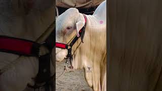 #song #coversong #love #music #arijitsingh #burjkhalifa #cow #minecraft #eiduladha #bull