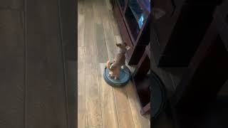 Dog stands on Roomba as it cleans around the house!