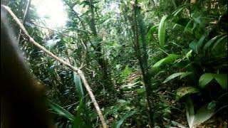 Suara Asli Pikat Cido / Tepus Leher putih