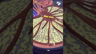 Lobules Of The Testis