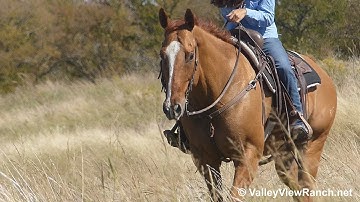 MF Paydays Ace - trail riding! - ValleyViewRanch.net