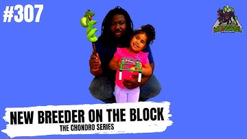 How to get into Green Tree Pythons in 2023| Mongrel Reptiles