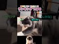 指差された猫たちの反応ランキング TOP 6