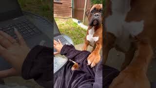 Funny boxer dog