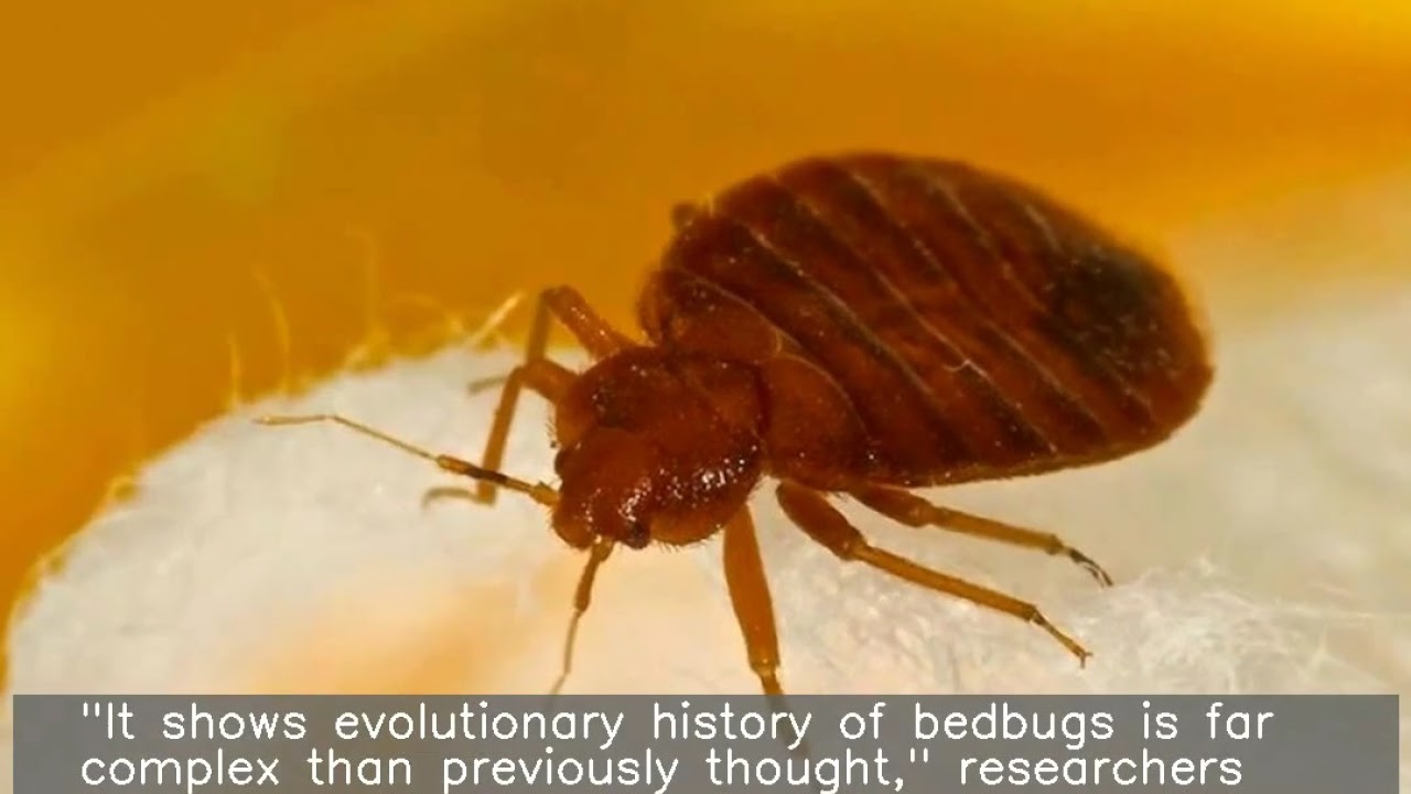 Bedbugs evolved 100 mn years ago during dinosaur era Study YouTube