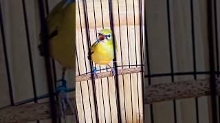 Download Lagu Pleci nembak sejalur MP3