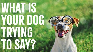 Dog Body Language | Learn How to Understand Dogs Better