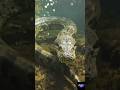 “Real Anaconda Attack 😱“World’s Deadliest Snake 🐍#viral #ai#shorts