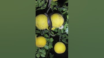 Mơ thấy cặp rắn quấn nhau 😭😭😭 #cobra #cobrasnake #snake #kingkobra