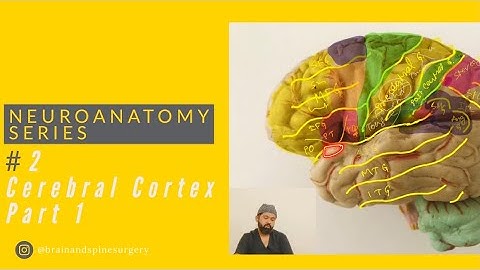 Neuroanatomy series: #2 Cerebral Cortex - part 1