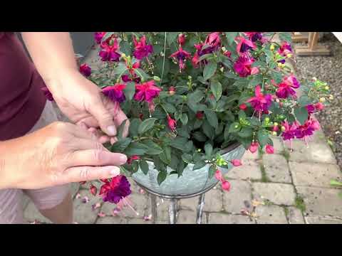 Video: Removing Spend Blooms On Fuchsia: When And How To Deadhead A Fuchsia