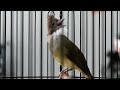 Cucak Jenggot Gacormasteran Burung Cucak Jenggot Paling Jos Mp3 - Mp4 Download