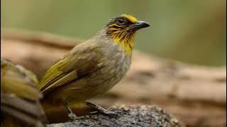 suara pikat burung merbah lekir asli mp3