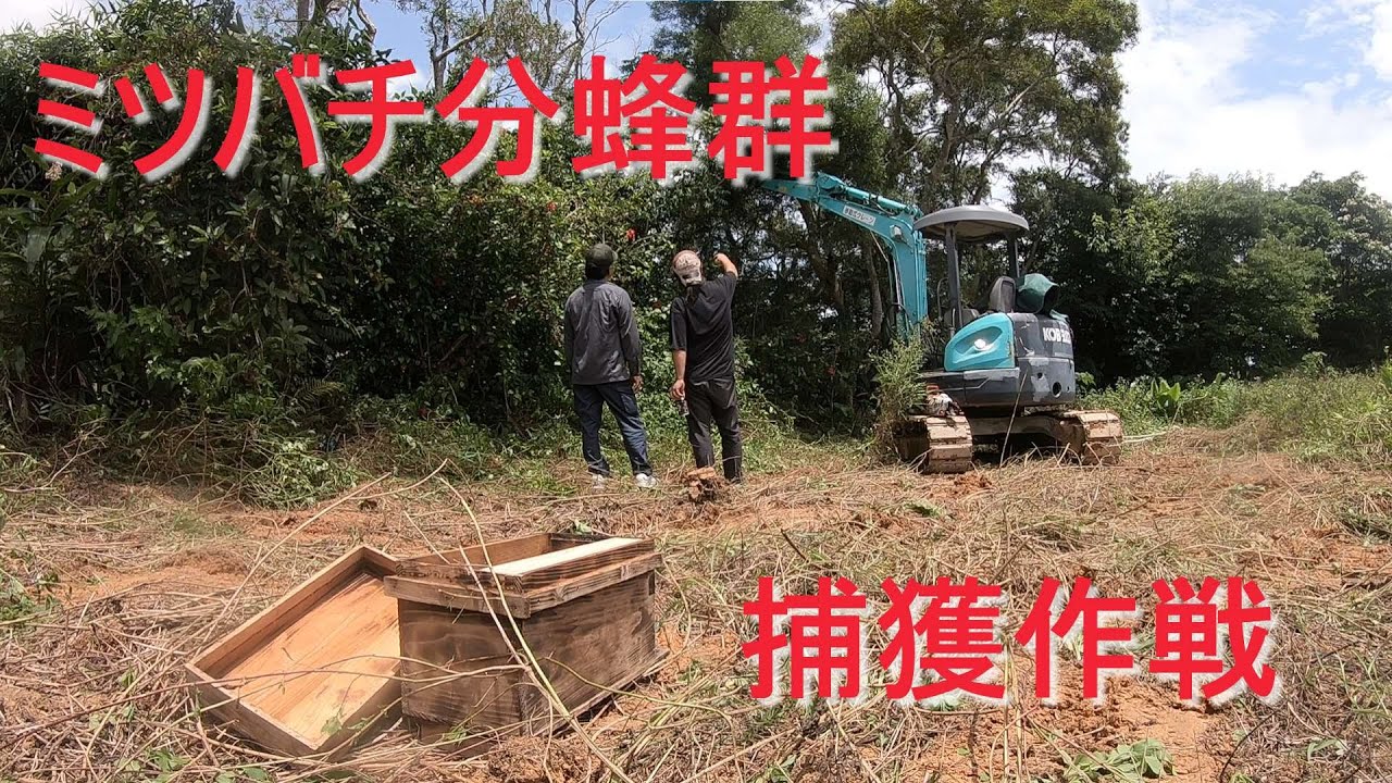 分蜂群ミツバチ捕獲作戦．．．