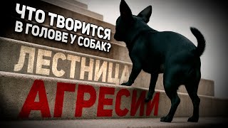видео: Язык тела собак: как научиться понимать собаку без слов картинка: Язык тела собак: как научиться понимать собаку без слов