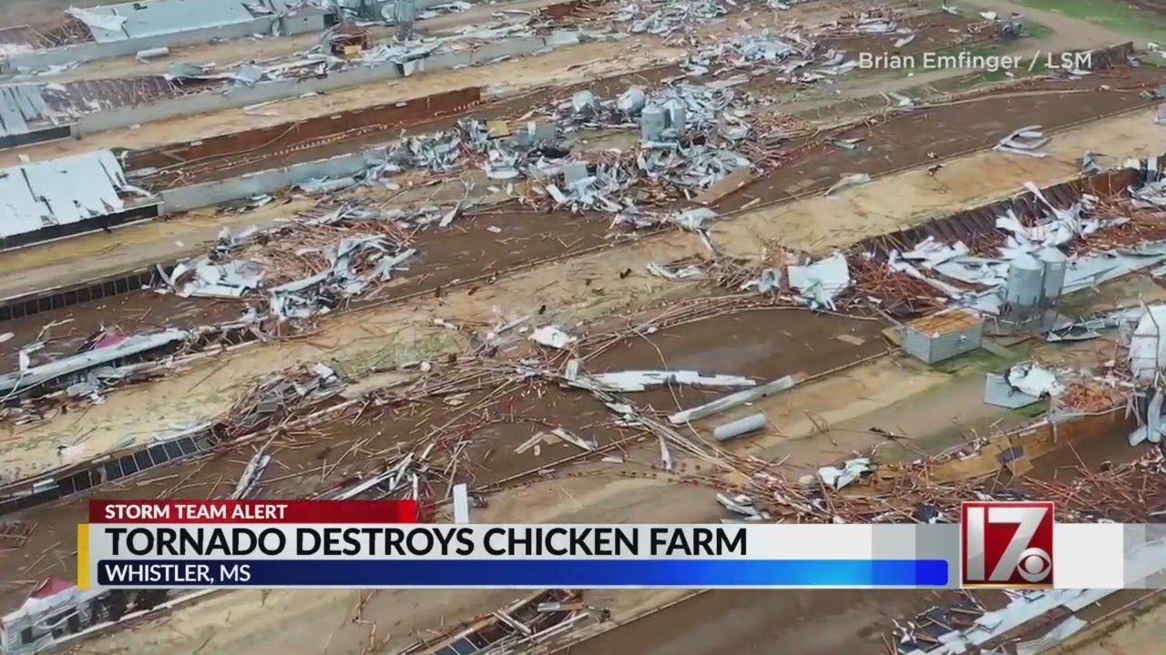 Tornado destroys Mississippi chicken farm - YouTube